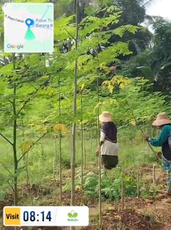 Activity gallery harvest moringa leaves