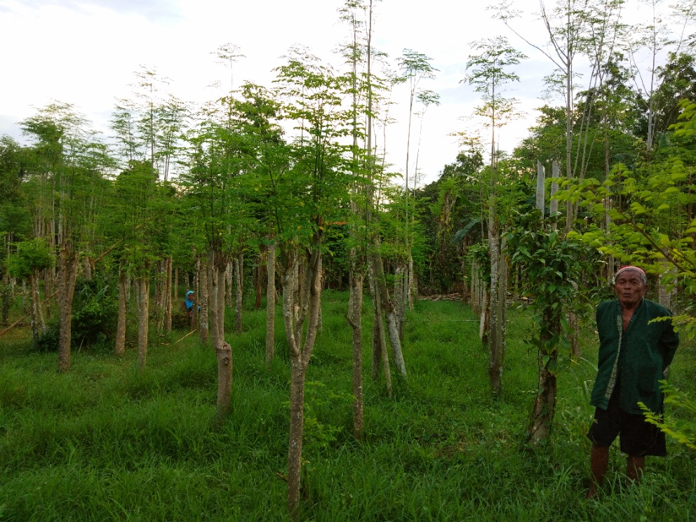 From Village to World: The Journey of Sumenep's Moringa Plant to Become an Export Favorite